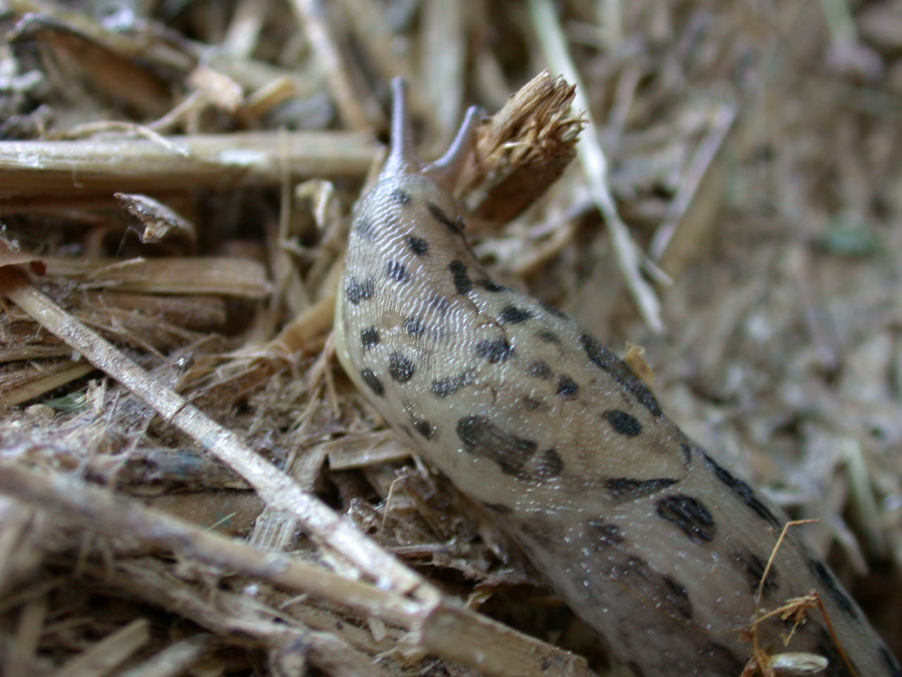 Limax cf. maximus mangiava funghi ...a Castel di Ieri (AQ)